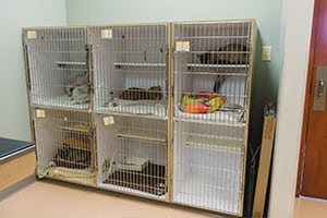 Stack of kennels inside an animal hospital
